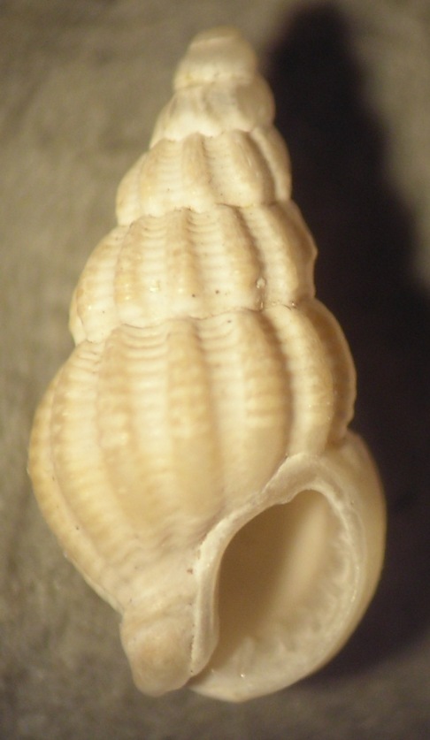 Nassarius.... serraticosta ??? (Bronn, 1831)